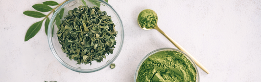 Why Should You Take Fermented Moringa?