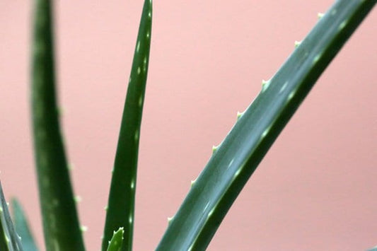 Health Benefits of Aloe Vera