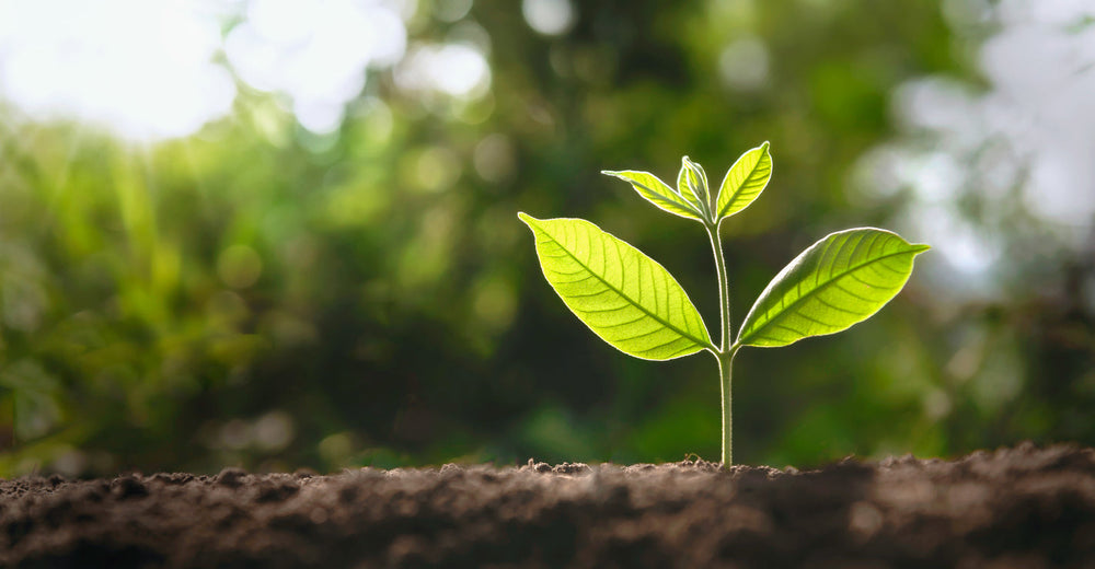 leaf growing in a fertile soil with the sun shining on it