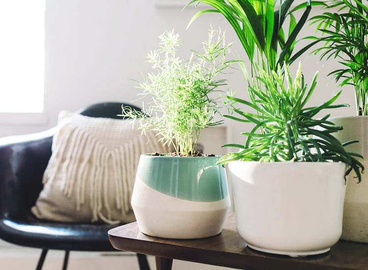 How Indoor Plants Improve Your Quality Of Life