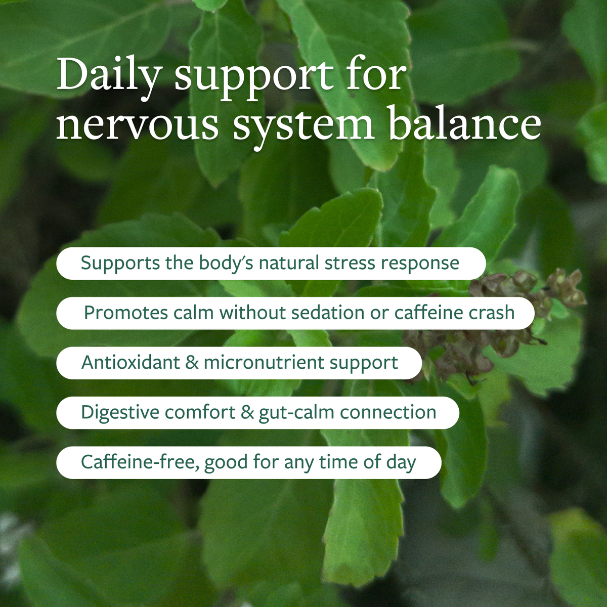 Tulsi Wellness Tea